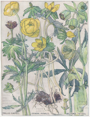 Golden Ball, Mountain Globe Flower, Winter Aconite, Stinking Hellebore, Setterwort